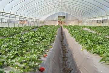 agrofilm